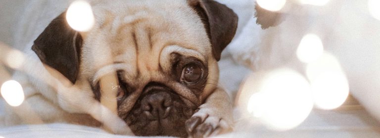 Caring for pets, creating smiles